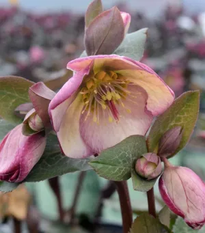 FrostKiss Glenda's Gloss Lenten Rose